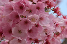 御影堂「大師堂」横の桜。