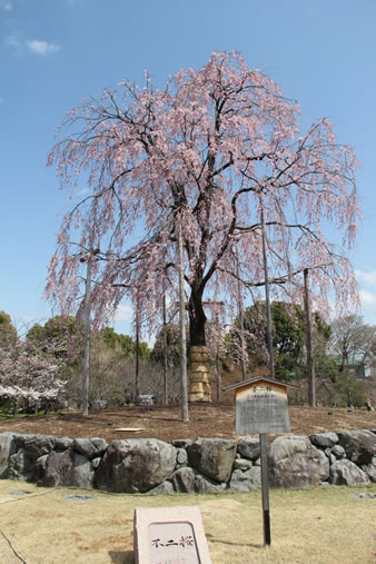 不二桜（平成18年に三重県より移植された八重紅枝垂桜で、樹齢120年で 樹の高さが13mもあり、3月末から4月中頃に見事な花を咲かせます。 ）