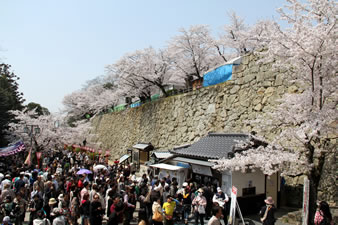 西日本随一の桜の名所