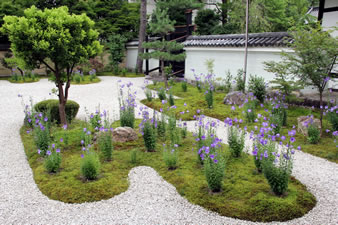 源氏物語に出てくる朝顔の花は今の桔梗のことであり、紫式部に因み、紫の桔梗が6月から9月末まで静かに花開きます。