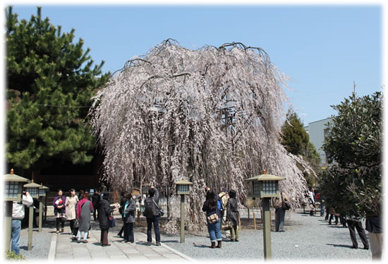 千本釈迦堂の阿亀（おかめ）桜