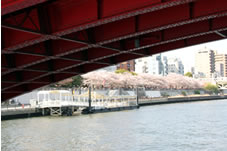 吾妻橋から隅田公園の桜を望む。