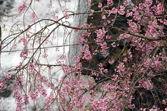 藤木川と枝垂桜