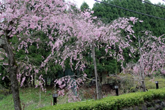 「奥湯河原温泉」藤木川沿いの枝垂れ桜が満開