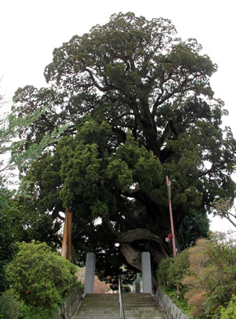 樹齢約800年のビャクシンの大木(天然記念物)