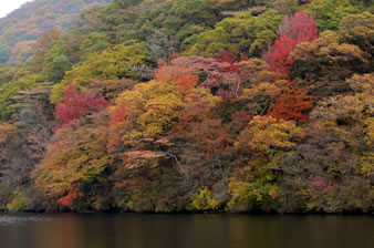 カエデ、モミジ、ヤマウルシ、カラマツ、サクラなどが鮮やかに色づき、榛名山全体が紅葉で装われる。