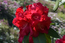 赤色の石楠花