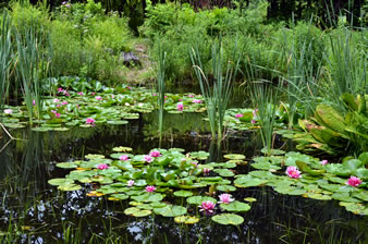「睡蓮の池」池の中にはピンクの睡蓮の花が咲く