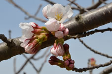 竹田城の桜は、まだ蕾