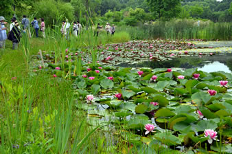 トンボの池（睡蓮が浮かぶトンボ池には、様々な生き物が集まります。）