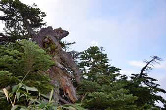 八甲田ロープウェー山頂の低い木々。