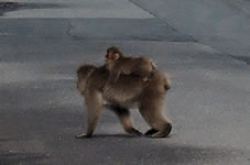 路上に親子の猿を発見。