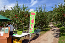 松井農園「りんご狩り」