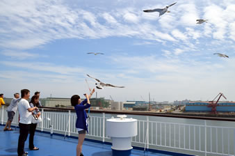 仙台出港後、デッキに餌を求めて飛ぶカモメ。