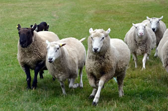 主人に忠実な牧羊犬（ボーダーコリー）が羊を集める。