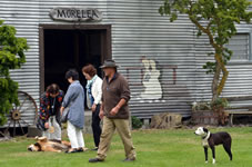 牧畜農家の小屋で、羊の毛刈りショーを見物。