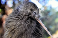ニュージーランドを代表する飛べない鳥「キウィ」を観察することができます。