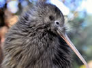 ニュージーランドを代表する飛べない鳥「キウィ」