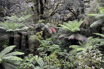 起伏の少ない道を行くと、シダやコケに覆われた太古の森が姿を現します。