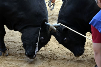 日本最古の歴史800年の伝統「隠岐牛突き」