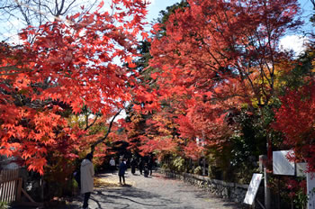 京都府亀岡市、境内に約1000本。紅葉の名所として知られる鍬山神社です。