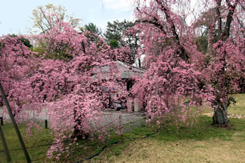 本丸西側の枝垂れ桜。