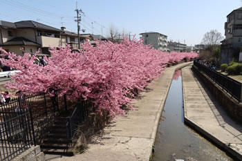 早咲き桜で楽しむ京都最速のお花見スポット。