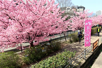 3月11日（土）〜3月12日（日）の２日間「さくらまつり」早咲きの河津桜は2月初旬頃から咲き始め、淀水路全体では3月末頃まで楽しむことができます。