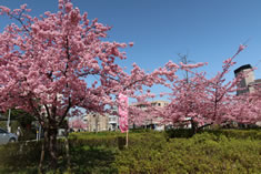 京阪淀駅北側ロータリーの河津桜が満開です。
