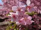 早咲きの「淀水路の河津桜」