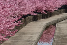 京都で一番早く見頃を迎える、淀水路の河津桜。