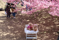 可愛いペットと河津桜を撮影。