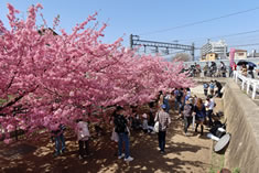 京阪電車すぐ横の「淀の河津桜」