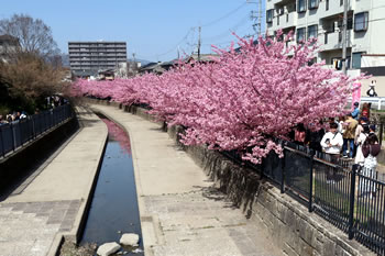 約200本もの河津桜が淀水路沿いに植えられています。