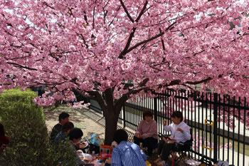河津桜の下で多くの花見客で賑わう。