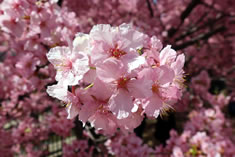 濃いピンクの花びらが特徴。