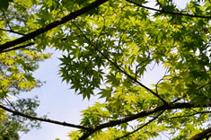 �Q���̐��~�W���N��ł��B