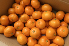 �g���E����PA���̏��A�u�L�c�݂���v5�L�����B