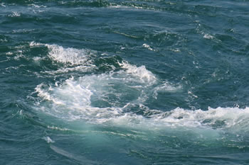 �C���ɍ炭�Q���̉ԁB