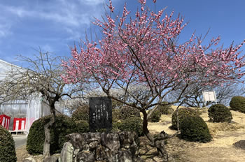 �ЂƖړ񖜖{�C�̌�����~��