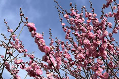 �O���炫�̍g�~�B