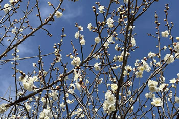 �O���炫�̔��~