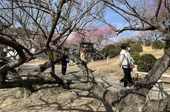 �O���炫�ɁA���q������܂΂�ł��B