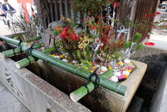 �萅�ɂɉԂ𕂂��ׂ�u�Ԏ萅�v