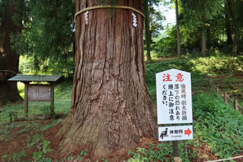 樹齢2300年と言い伝えられている御神木。 樹齢2300年と言い伝えられている御神木。
