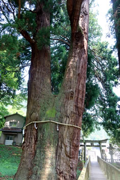 内にある樹齢2300年と言い伝えられている御神木で、国の天然記念物にも指定されています。 境内にある樹齢2300年と言い伝えられている御神木で、国の天然記念物にも指定されています。