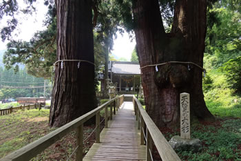 天覧の大杉 天覧の大杉
